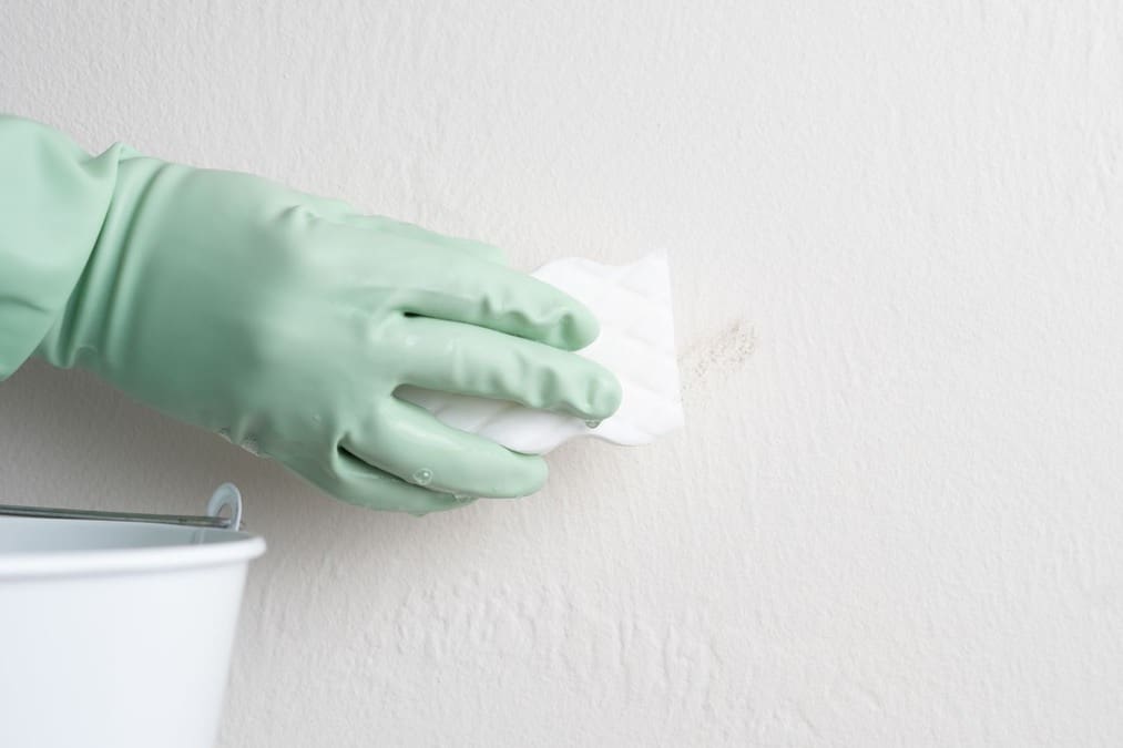 how to maintain freshly painted walls in your home